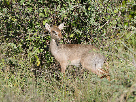 Kirks Dikdik  Geotagged,Kenya,Kirks dik-dik,Madoqua kirkii,Winter
