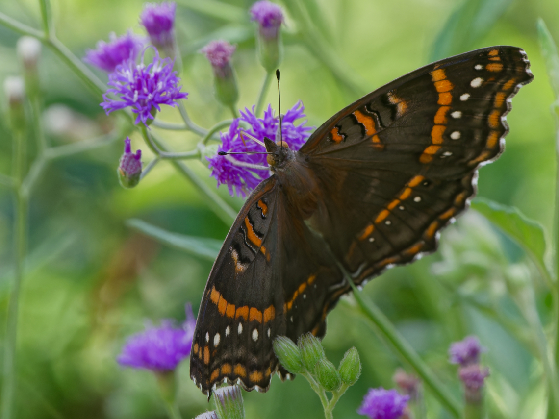 Precis_archesia  Garden inspector,Geotagged,Kenya,Precis archesia,Winter