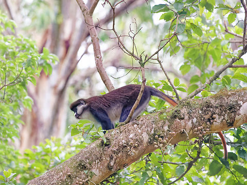 Red-tailed Monkey, Kenya  Cercopithecus ascanius,Geotagged,Kenya,Red-tailed monkey,Winter
