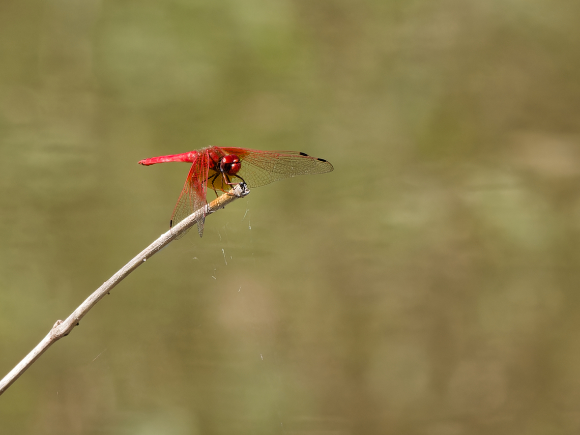 Red-veined Dropwing  Geotagged,Kenya,Red-veined Dropwing,Trithemis arteriosa,Winter