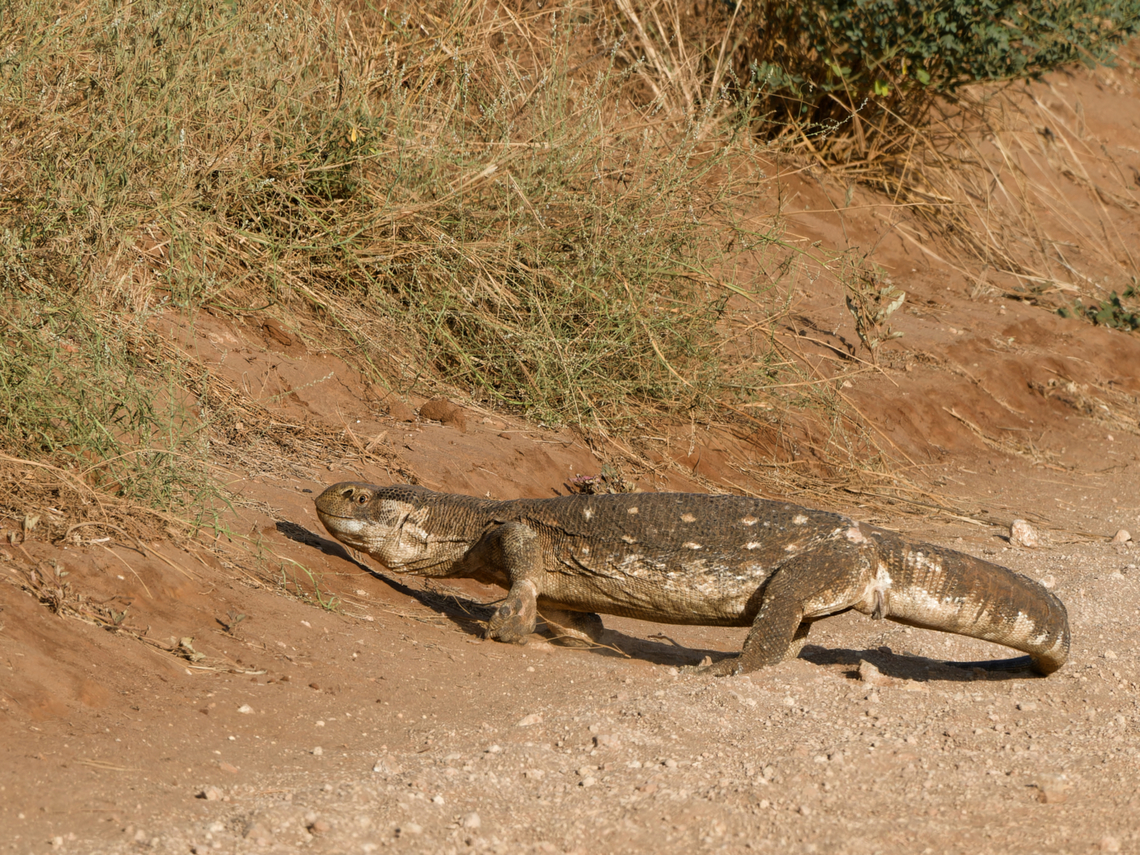 Savannah Monitor, Kenya  Geotagged,Kenya,Savannah monitor,Summer,Varanus exanthematicus