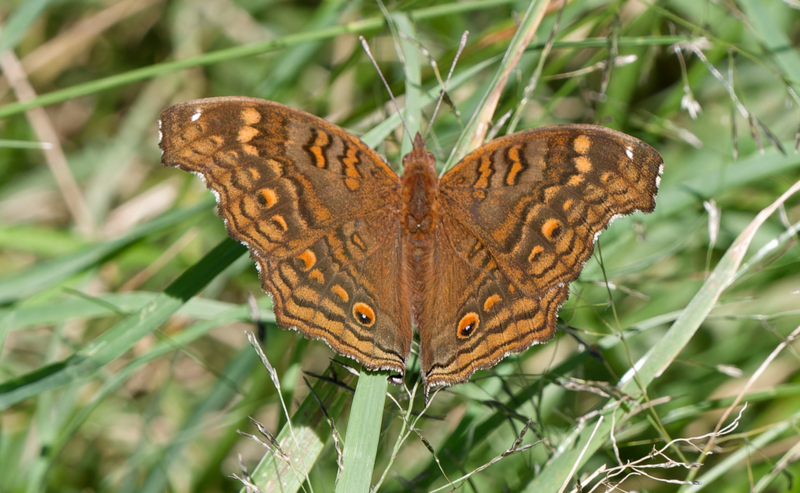 Junonia chorimene  Geotagged,Junonia chorimene,Kenya,Summer