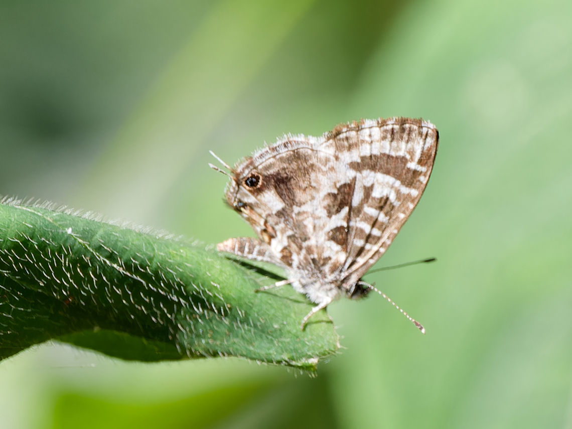 Cacyreus marshalli  Cacyreus marshalli,Geotagged,Geranium Bronze,Kenya,Winter