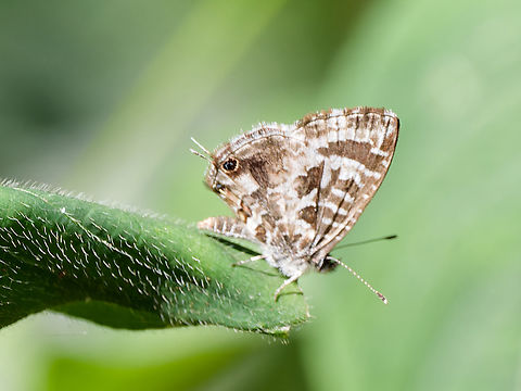 Cacyreus marshalli  Cacyreus marshalli,Geotagged,Geranium Bronze,Kenya,Winter