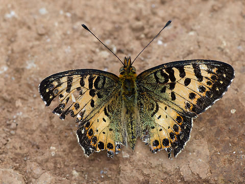 Hannington's Fritillary