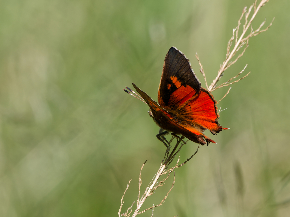 Axiocerses_tjoane  Axiocerses tjoane,Eastern scarlet,Geotagged,Kenya,Summer