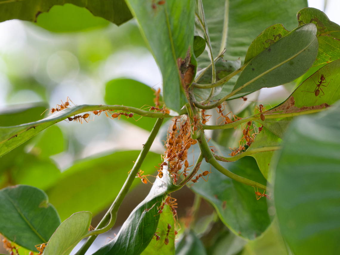Oecophylla longinoda  Geotagged,Kenya,Oecophylla longinoda,Summer
