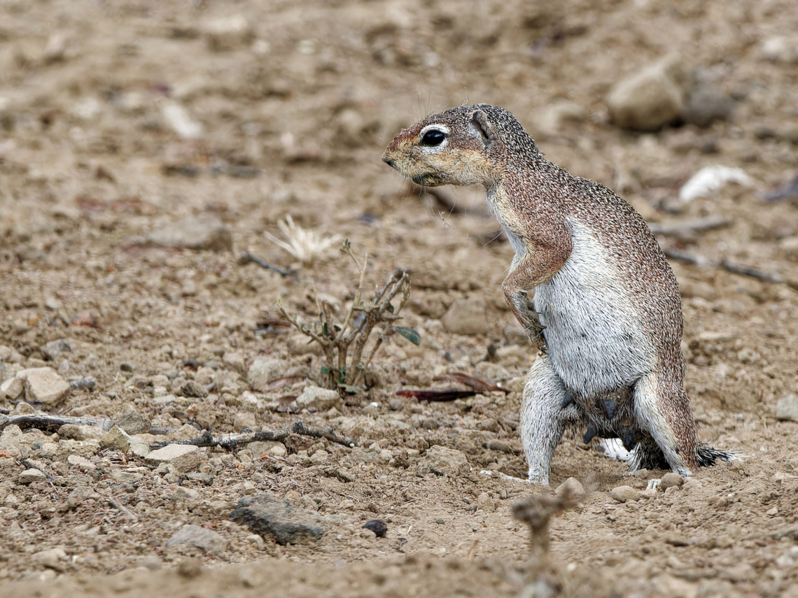 Unstriped_Ground_Squirrel  Geotagged,Kenya,Unstriped Ground Squirrel,Winter,Xerus rutilus