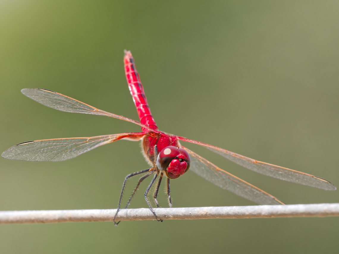 Urothemis_assignata  Geotagged,Kenya,Summer,Urothemis assignata