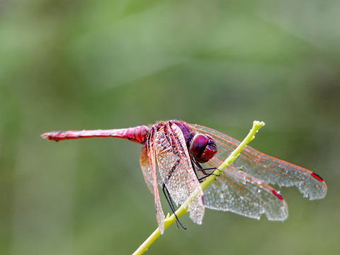 Violet_Dropwing  Geotagged,Kenya,Trithemis annulata,Violet dropwing,Winter