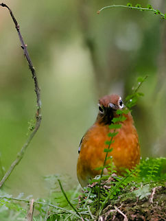 Abyssinian Ground-Thrush