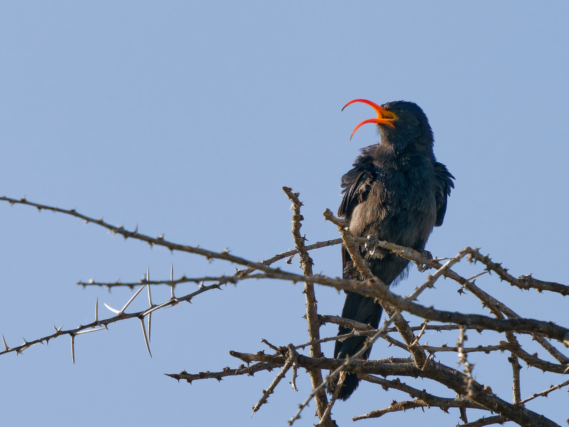 Abyssinian Scimitarbill  Abyssinian scimitarbill,Geotagged,Kenya,Rhinopomastus minor,Winter