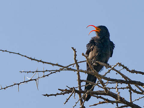 Abyssinian Scimitarbill