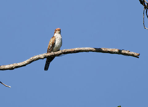 African_Emerald_Cuckoo_P1010853_DxO  African emerald cuckoo,Chrysococcyx cupreus,Geotagged,Kenya,Summer
