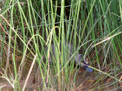African Black Duck  African black duck,Anas sparsa,Geotagged,Kenya,Summer