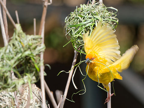 Eastern Golden Weaver In Kenya ssp aureoflavius, stealing nesting material from his neighbors for his own. Eastern golden weaver,Geotagged,Kenya,Ploceus subaureus,Summer