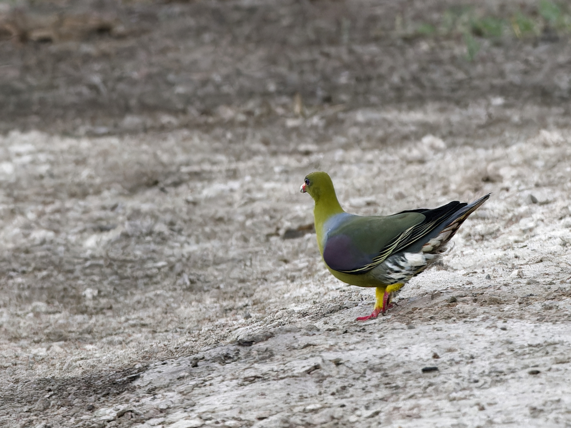 African Green Pigeon  African green pigeon,Geotagged,Kenya,Summer,Treron calvus
