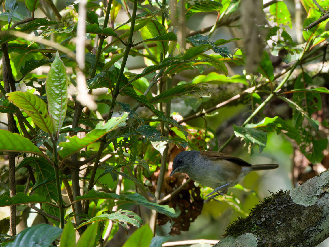 African Hill Babbler Central Kenya ssp. ansorgei African hill babbler,Geotagged,Kenya,Summer,Sylvia abyssinica