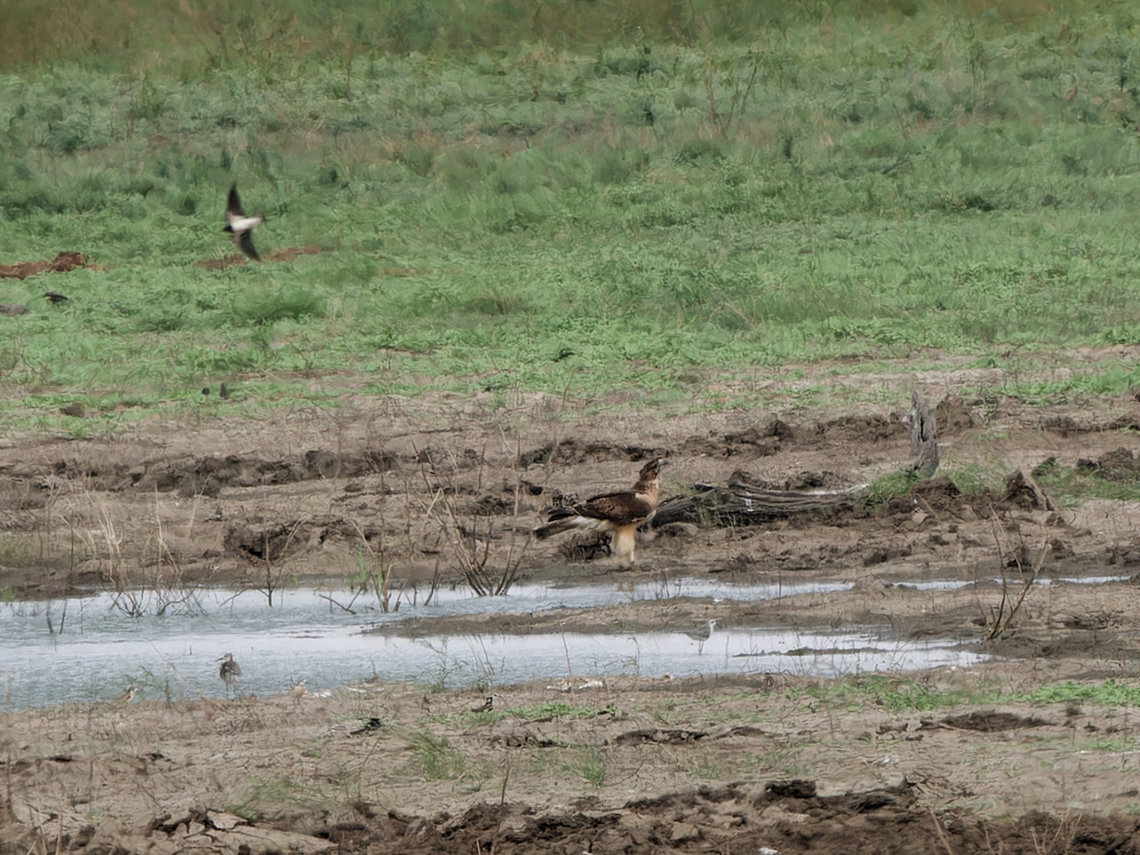 African Hawk-Eagle far away on the ground, swallow flying over African hawk-eagle,Aquila spilogaster,Geotagged,Kenya,Summer