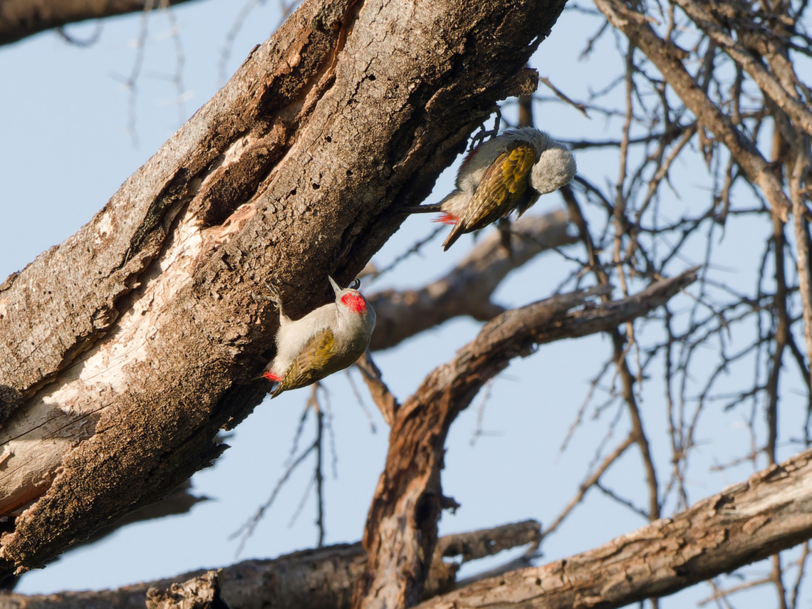African Grey Woodpeck Couple on a tree, female on top, ssp. centrals African grey woodpecker,Dendropicos goertae,Geotagged,Kenya,Winter
