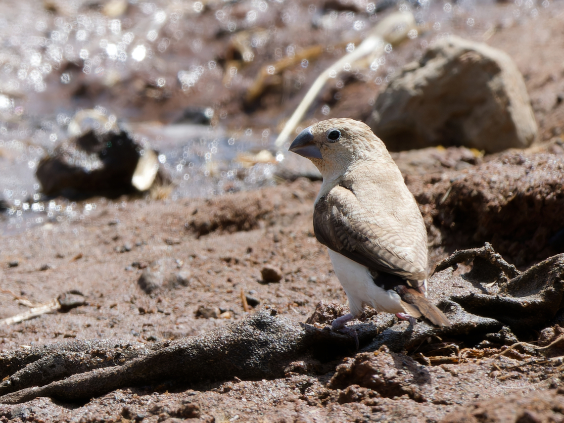 African Silverbill ssp. orientalis Euodice cantans,Geotagged,Kenya,Winter,african silver bill