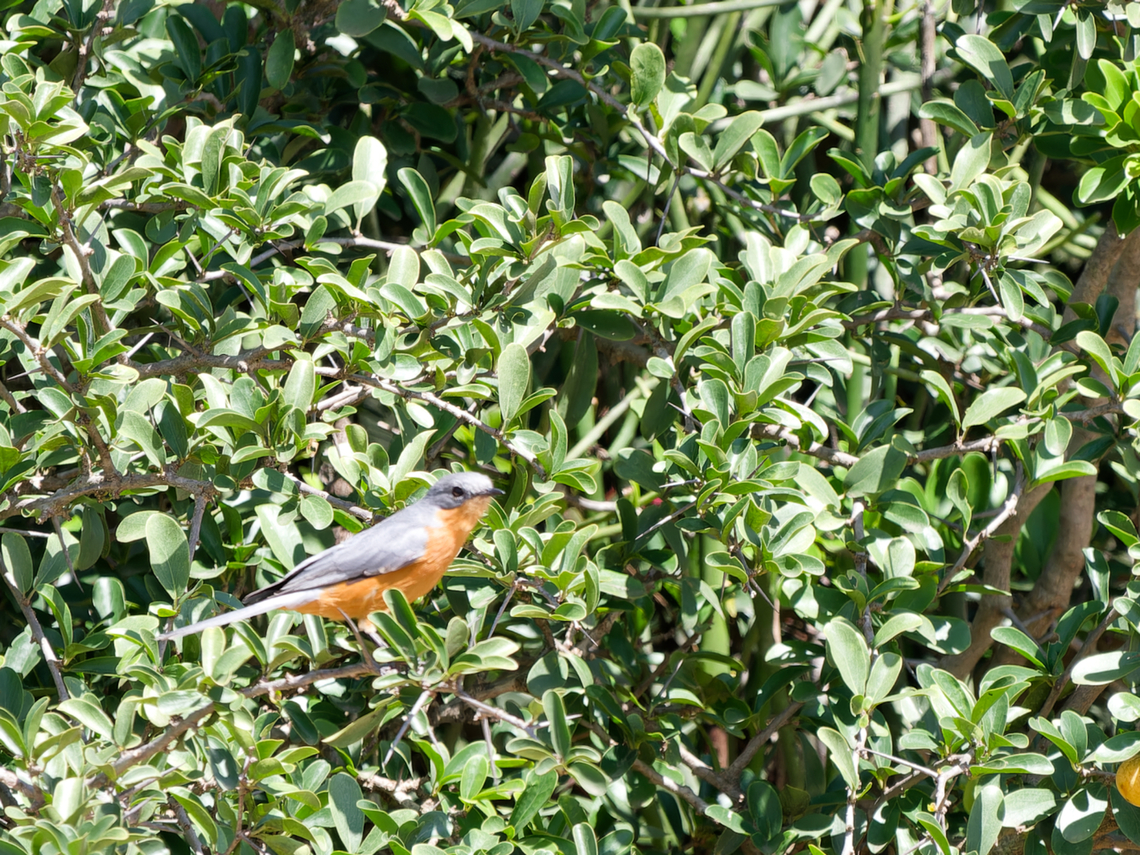 Silverbird  Empidornis semipartitus,Geotagged,Kenya,Silverbird,Summer