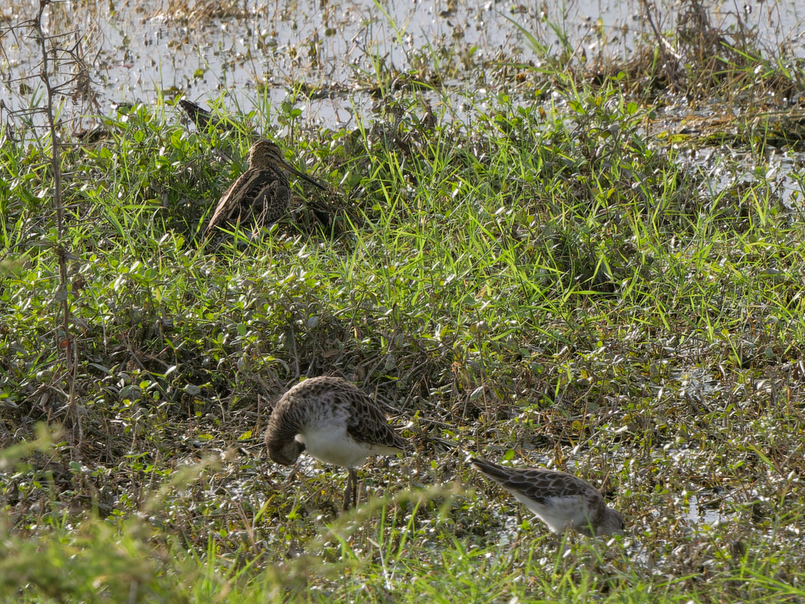 African Snipe & Marsh Sandpiper in front Marsh Sandpiper African snipe,Gallinago nigripennis,Geotagged,Kenya,Summer