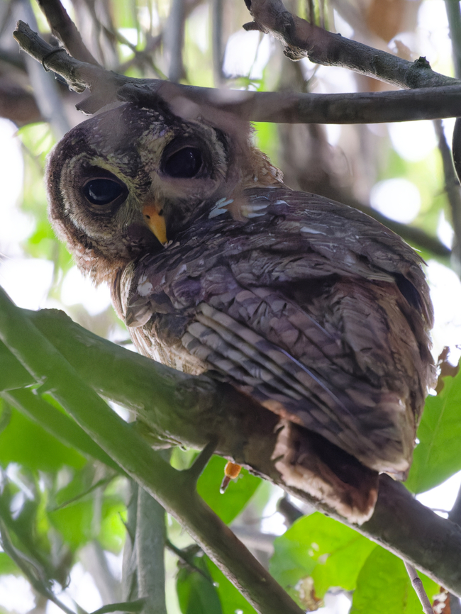 African Wood-Owl ssp nigricantior African wood owl,Geotagged,Kenya,Strix woodfordii,Summer