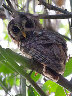 African Wood-Owl ssp nigricantior African wood owl,Geotagged,Kenya,Strix woodfordii,Summer