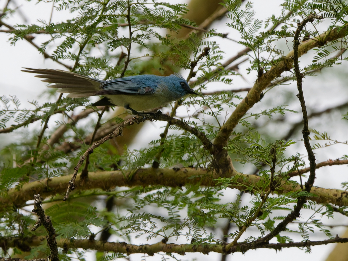 African Blue Flycatcher teresita ssp. African blue flycatcher,Elminia longicauda,Geotagged,Kenya,Winter