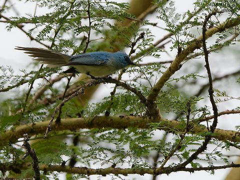 African Blue Flycatcher teresita ssp. African blue flycatcher,Elminia longicauda,Geotagged,Kenya,Winter