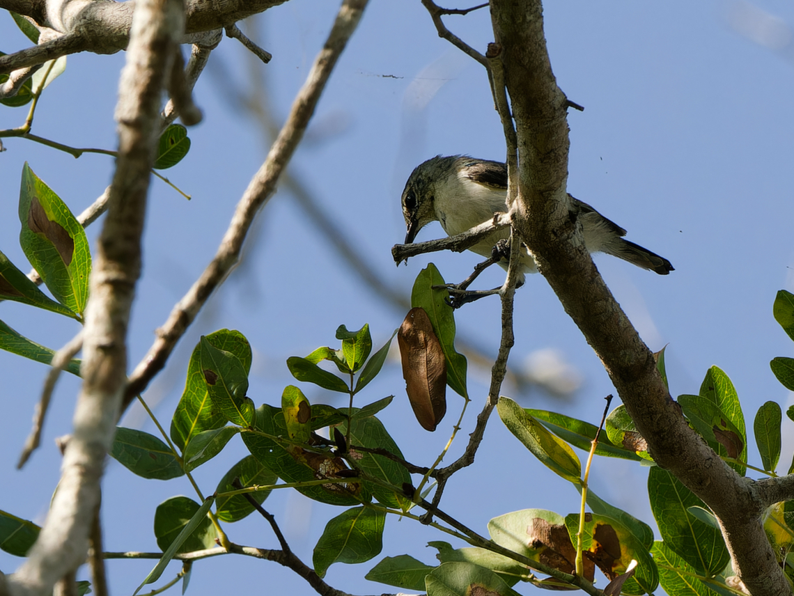 Amani Sunbird  Amani sunbird,Geotagged,Hedydipna pallidigaster,Kenya,Summer