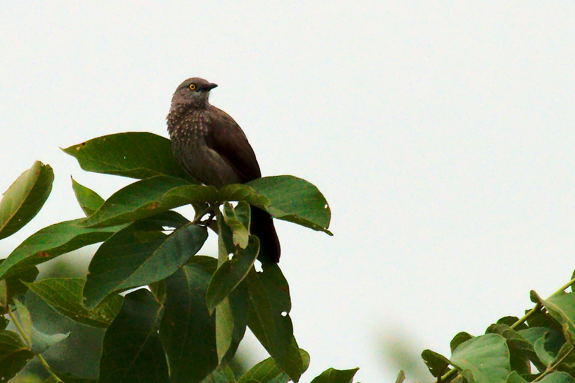Arrow-marked Babbler ssp. emini Geotagged,Summer,Turdoides jardineii,Uganda,arrow-marked babbler