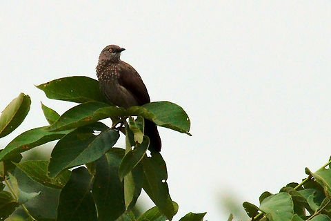 Arrow-marked Babbler ssp. emini Geotagged,Summer,Turdoides jardineii,Uganda,arrow-marked babbler