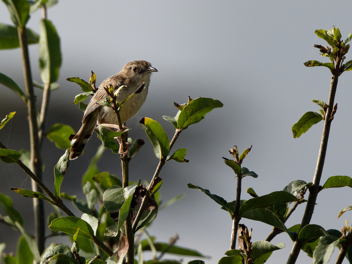 Ashy Cisticola ssp. schillingsi Ashy cisticola,Cisticola cinereolus,Geotagged,Kenya,Winter