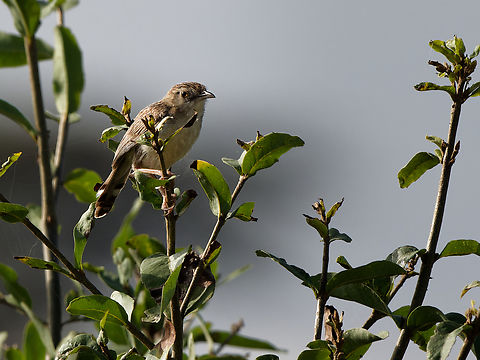 Ashy cisticola