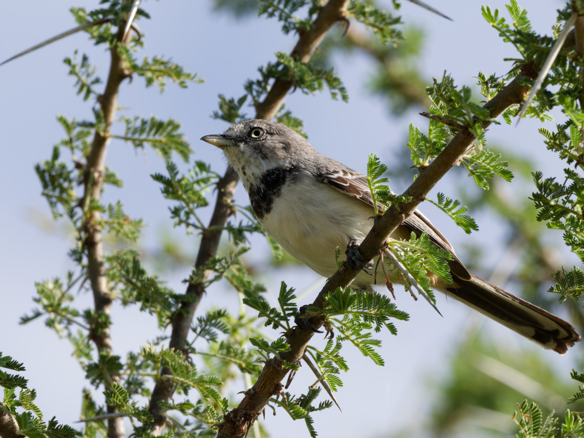 Banded Parisoma ssp. somalica Curruca boehmi,Geotagged,Kenya,Winter,banded parisoma