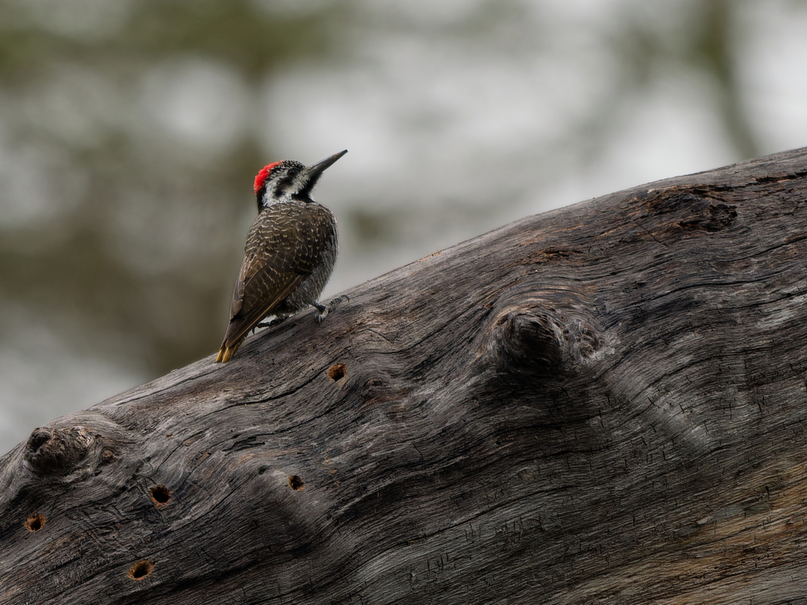 Bearded Woodpecker Nominate Bearded woodpecker,Chloropicus namaquus,Geotagged,Kenya,Summer