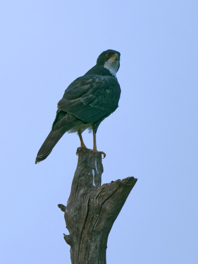 Black Goshawk  Accipiter melanoleucus,Black sparrowhawk,Geotagged,Kenya,Summer