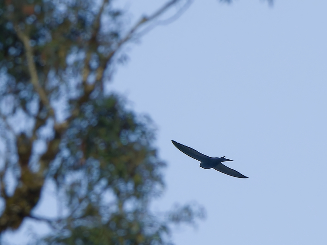 Black Sawwing ssp. massaica, difficult bird Black saw-wing,Geotagged,Kenya,Psalidoprocne pristoptera,Summer