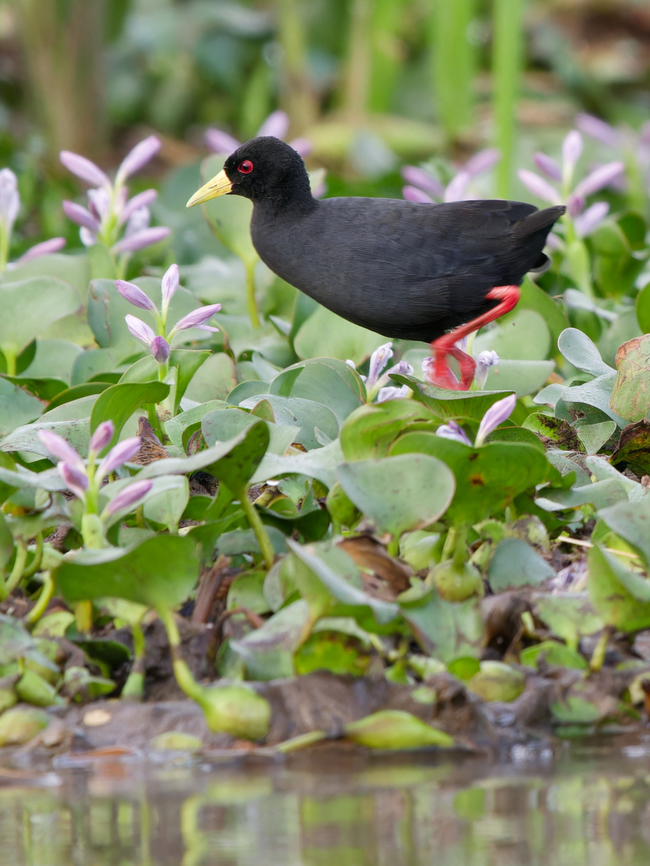 Black Crake  Amaurornis flavirostra,Black Crake,Geotagged,Kenya,Winter