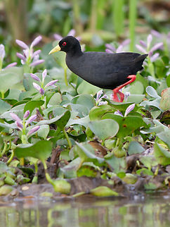 Black Crake  Amaurornis flavirostra,Black Crake,Geotagged,Kenya,Winter