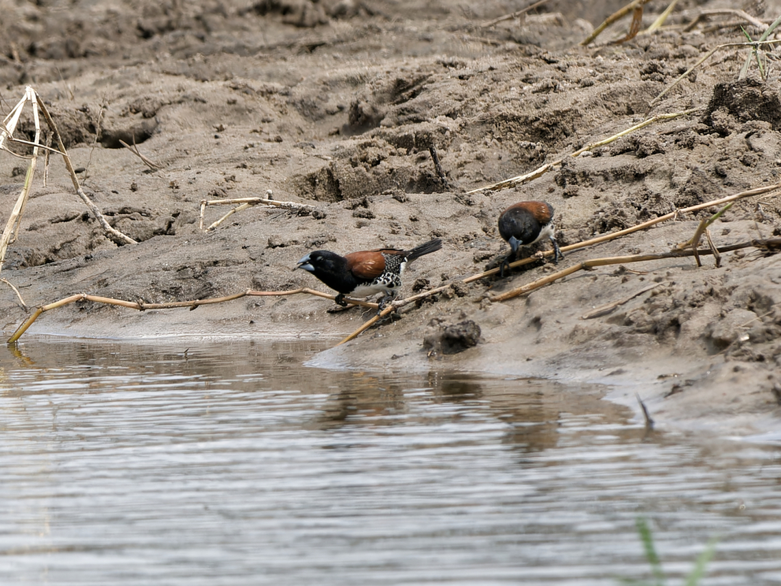 Black-and-white Mannikin ssp. poensis Black-and-white mannikin,Geotagged,Kenya,Spermestes bicolor,Summer