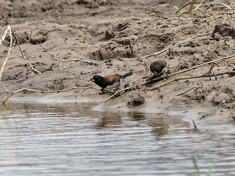 Black-and-white Mannikin ssp. poensis Black-and-white mannikin,Geotagged,Kenya,Spermestes bicolor,Summer