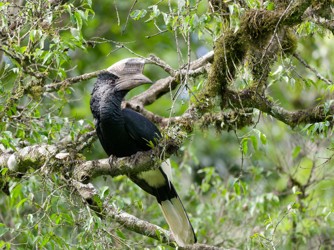 Black-and-white-casqued_Hornbill  Black-and-white-casqued hornbill,Bycanistes subcylindricus,Geotagged,Kenya,Winter