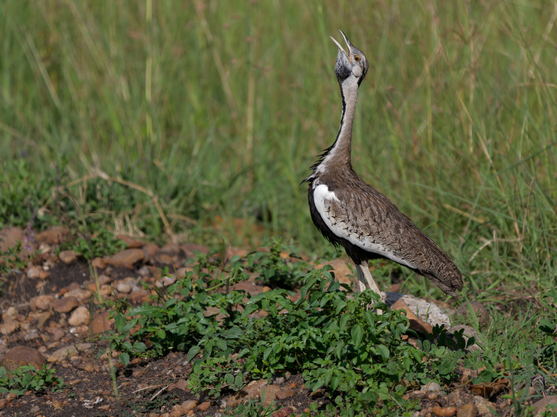 Black-bellied_Bustard  Black-bellied Bustard,Geotagged,Kenya,Lissotis melanogaster,Summer