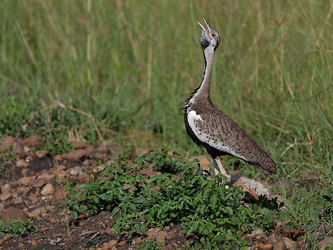 Black-bellied_Bustard  Black-bellied Bustard,Geotagged,Kenya,Lissotis melanogaster,Summer
