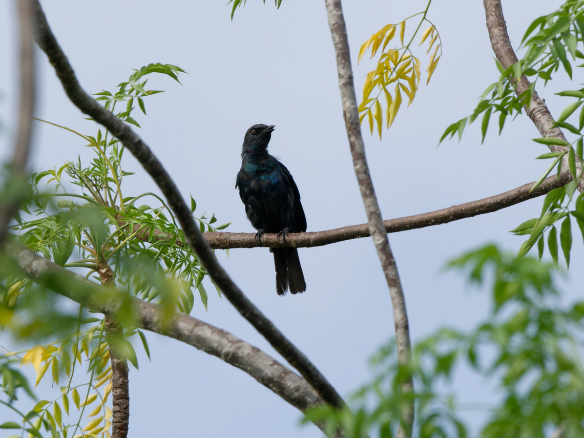 Black-bellied Starling  Black-bellied starling,Geotagged,Kenya,Lamprotornis corruscus,Summer