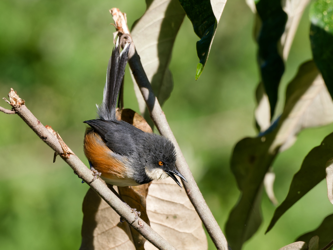 Black-collared Apalis  Black-collared apalis,Geotagged,Kenya,Oreolais pulcher,Summer