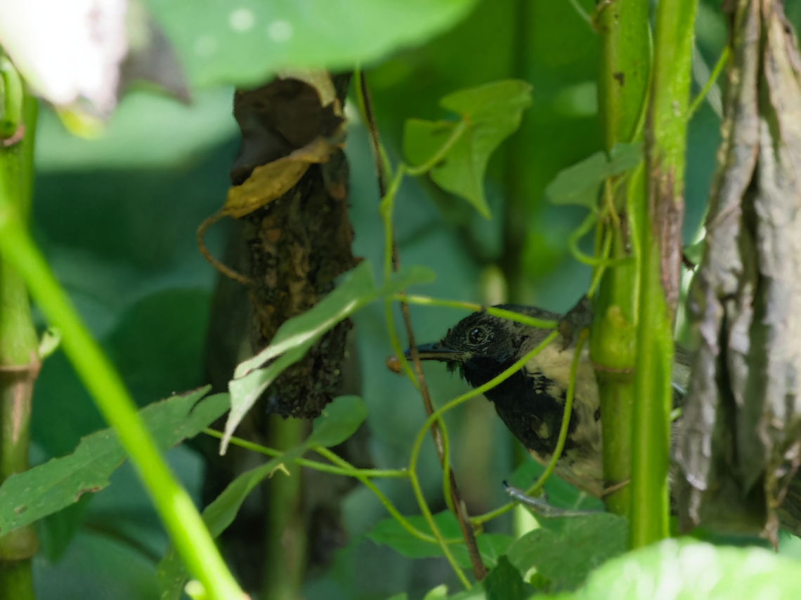 Black-faced Rufous-Warbler  Bathmocercus rufus,Black-faced rufous warbler,Geotagged,Kenya,Winter